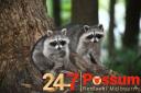 247 Possum Pest Control Melbourne logo